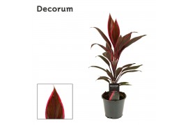 Cordyline fruticosa tango Cordyline Tango 12 cm ( Decorum ) 1 pp