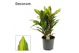 Cordyline fruticosa kiwi Cordyline Kiwi Toef 19 cm (Decorum) 3 pp