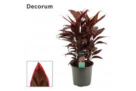 Cordyline fruticosa mambo Cordyline Mambo Toef 19 cm (Decorum) 3 pp