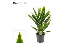 Cordyline fruticosa conga Cordyline New Conga Toef 19 cm (Decorum) 3 p