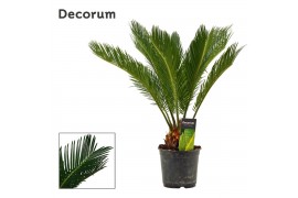 Cycas revoluta Cycas revoluta 14 cm, 10+ veren (Decorum) 10 blad