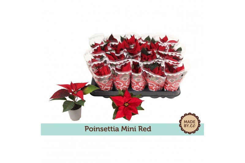 Euphorbia pul. christmas feelings red Euph. Poinsettia Mini Red in Sle 