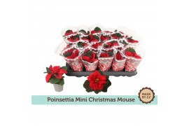 Euphorbia pul. christmas mouse Euph. Poinsettia Mini Christmas Mouse i