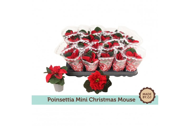 Euphorbia pul. christmas mouse Euph. Poinsettia Mini Christmas Mouse i 