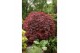 Acer palmatum Acer palm. Garnet 