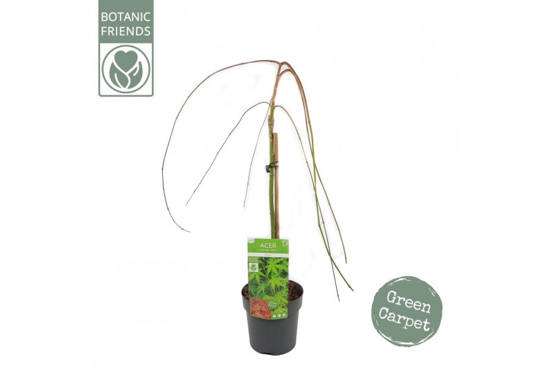 Acer palmatum ryusen Acer palm. Ryusen ® 