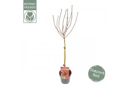 Acer palmatum shaina Acer palm. Shaina40 cm cm stam