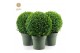 Buxus sempervirens Buxus semp. Ball Ø25cm P2125 cm diameter 
