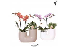 Arrangementen phalaenopsis multiflora Kolibri Orchids Phalaenopsis Mix
