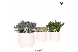 Succulenten mix Kolibri Greens Succulenten mix in Scandic pot white1 p