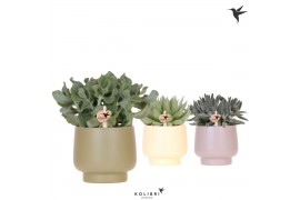 Succulenten mix Kolibri Greens Succulenten mix in Scandic pot green mi
