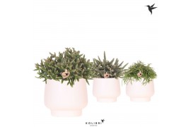 Rhipsalis mix Kolibri Greens Rhipsalis mix in Scandic pot white1 pp