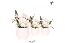 Phalaenopsis Anthura  Nazare Kolibri Orchids Phalaenopsis Nazare 4 spi