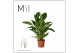 Spathiphyllum vivaldi 2+ - Mimesis 