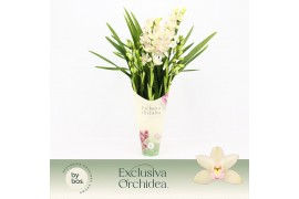 Cymbidium Cymbidium, Heino 5-spike Exclusiva Orchidea Potcover 5 tak/p