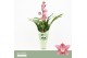 Cymbidium Cymbidium, Maria 1-spike Orchid Collection Potcover 1 tak/pl 