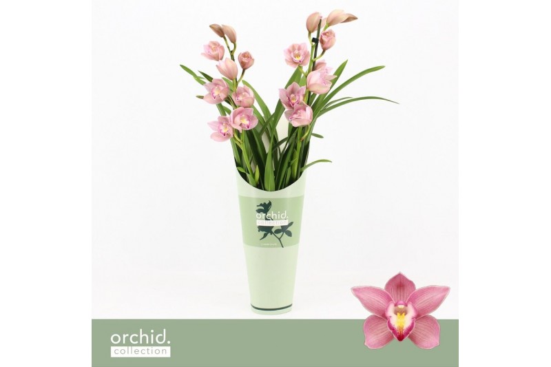 Cymbidium Cymbidium, Maria 2-spike Orchid Collection Potcover 2 tak/pl 