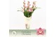 Cymbidium Cymbidium, Maria 3-spike Exclusiva Orchidea Potcover 3 tak/p 