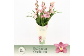 Cymbidium Cymbidium, Maria 3-spike Exclusiva Orchidea Potcover 3 tak/p