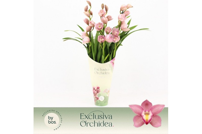 Cymbidium Cymbidium, Maria 3-spike Exclusiva Orchidea Potcover 3 tak/p 