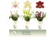 Cymbidium mix Cymbidium, Mix 5-spike Exclusiva Orchidea Potcover 5 tak 