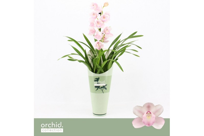 Cymbidium Cymbidium, Pink Bell 1-spike Orchid Collection Potcover 1 ta 