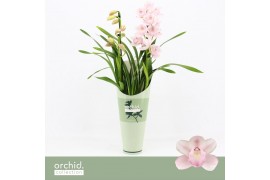 Cymbidium Cymbidium, Pink Bell 2-spike Orchid Collection Potcover 2 ta