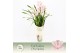 Cymbidium Cymbidium, Pink Bell 3-spike Exclusiva Orchidea Potcover 3 t 