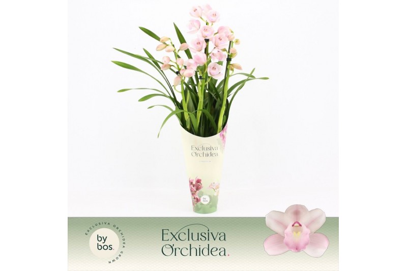 Cymbidium Cymbidium, Pink Bell 3-spike Exclusiva Orchidea Potcover 3 t 