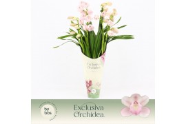 Cymbidium Cymbidium, Pink Bell 4-spike Exclusiva Orchidea Potcover 4 t