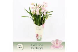Cymbidium Cymbidium, Pink Bell 5-spike Exclusiva Orchidea Potcover 5 t