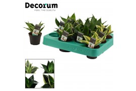Sansevieria trifasciata hahnii Sansevieria Hahnii 6 cm mix (Decorum)
