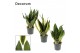 Sansevieria trifasciata Sansevieria Super mix 14 cm (Decorum) 