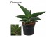 Sansevieria ehrenbergii samurai Sansevieria Samurai 9 cm (Decorum) 