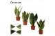 Sansevieria trifasciata Sansevieria Super mix 9 cm (Decorum) 