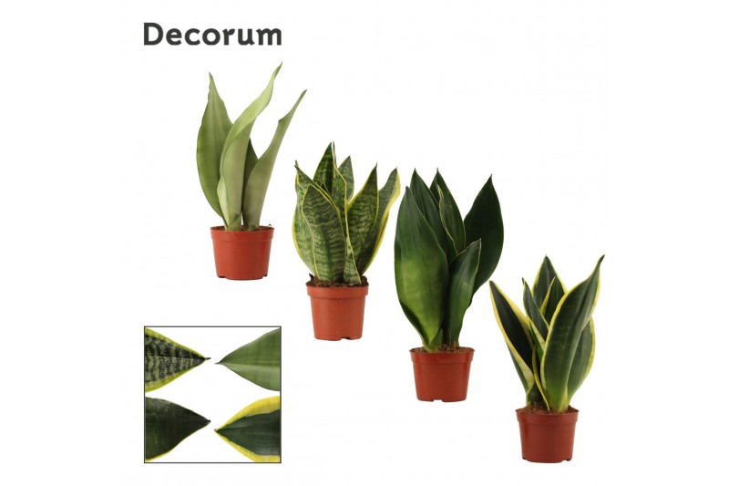 Sansevieria trifasciata Sansevieria Super mix 9 cm (Decorum) 