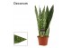 Sansevieria Sansevieria Jamaiquina Queen 14 cm (Decorum) 
