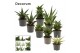 Sansevieria Sansevieria Luxury mix 9 cm (Decorum) 
