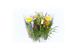 Cymbidium mix Cymbidium kleuren mix 1 tak 1 tak/plnt 6 bl.