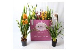Cymbidium mix Cymbidium kleuren mix 2 tak 2 tak/plnt 12 bl.