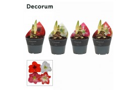 Hippeastrum Mix 2 Knop Extra OP (Decorum)