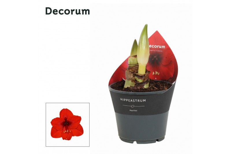 Hippeastrum Royal Red 2 Knop Extra OP (Decorum) 