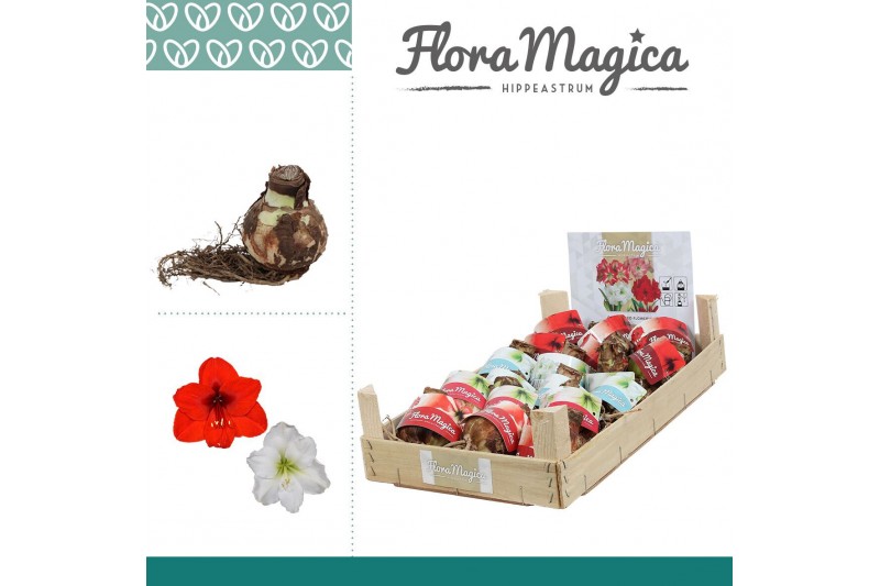 Bollen droog hippeastrum Amaryllis 28/30 Bulb Mix in Wooden Crate 