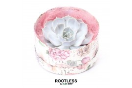 Arrangementen succulenten ROOTLESS Echeveria lilacina, Love box10 pp