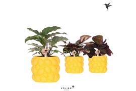 Calathea mix Kolibri Greens Calathea mix in Citrus pot yellow1 pp