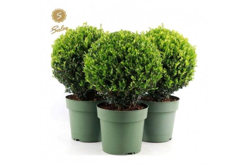 Ilex crenata jenny Ilex crenata Jenny® Ball Ø25cm P21 