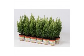 Chamaecyparis laws. snow white Chamaecyparis lawsoniana Snow White