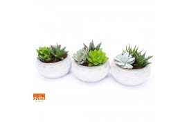 Succulenten mix Succulent bowl in Marrakesh 18 3 pp