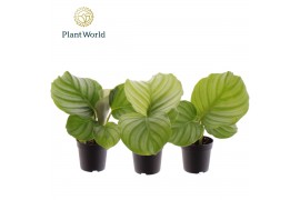 Calathea orbifolia Calathea Orbifolia 7 cm 1 bl.