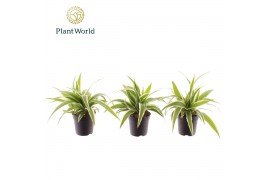 Chlorophytum ocean Chlorophytum Ocean 7 cm 6 pp